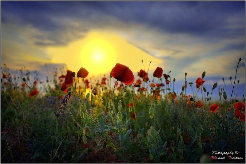 Маки на закате фото превью