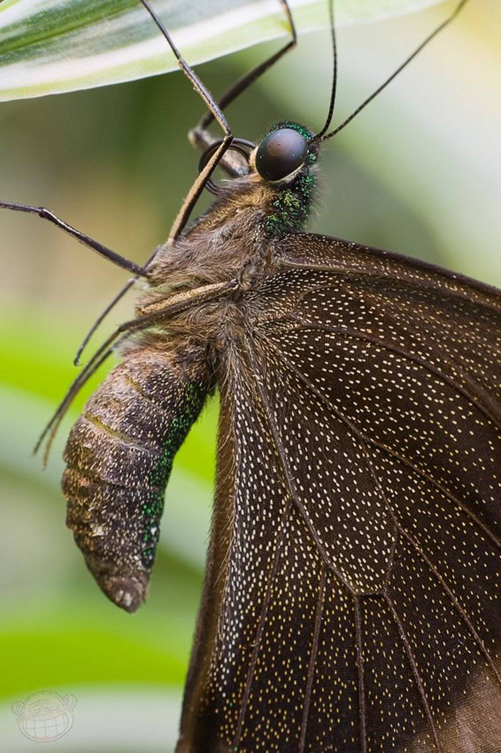 бабочка, макро, дом бабочек, Amazon-san