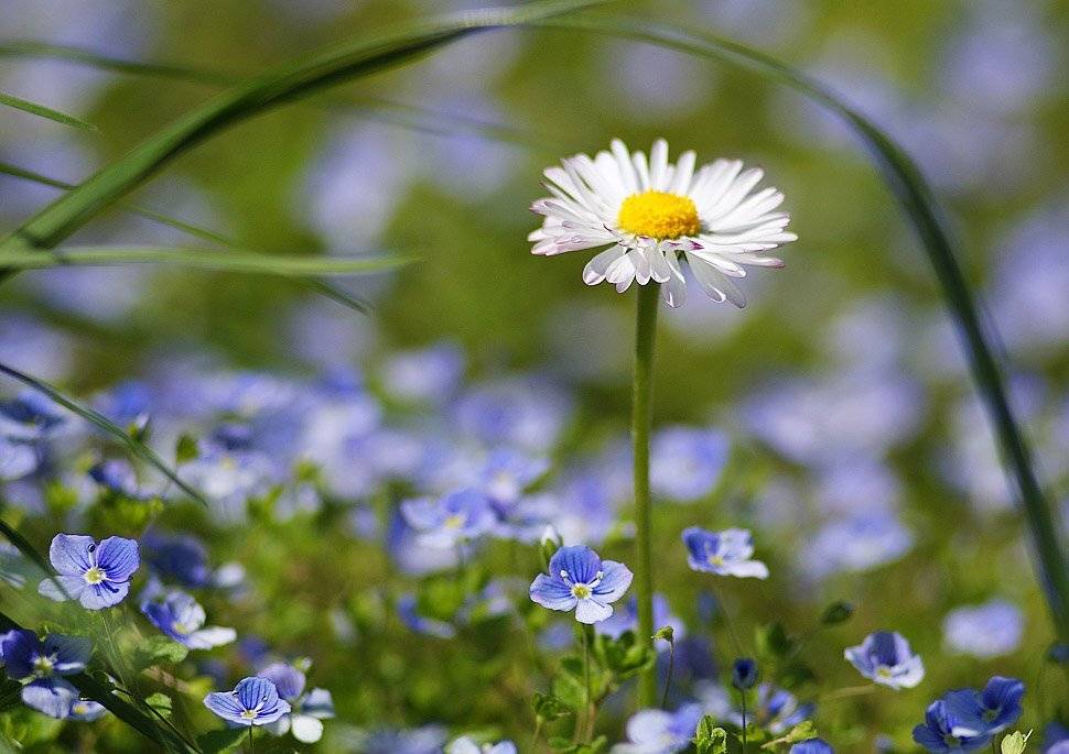 , Владислав.