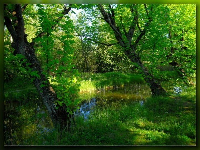 петергоф,ручей Канавка #1 фото превью