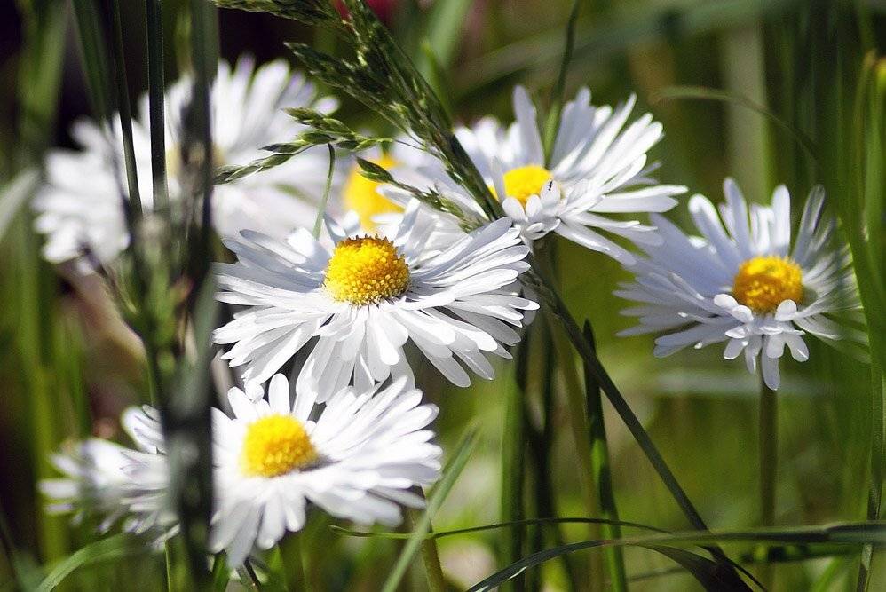 , Владислав.