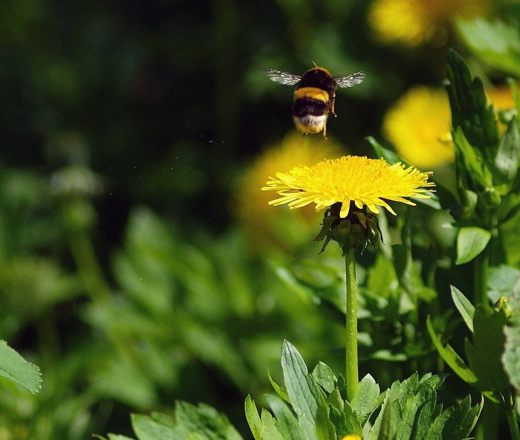 , Владислав.