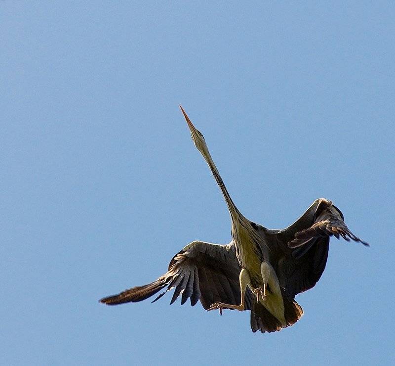 большая, серая, цапля, Partner (Андрей Алексеев)