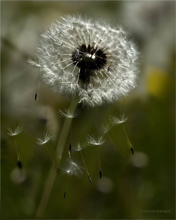 , Виктор Перякин