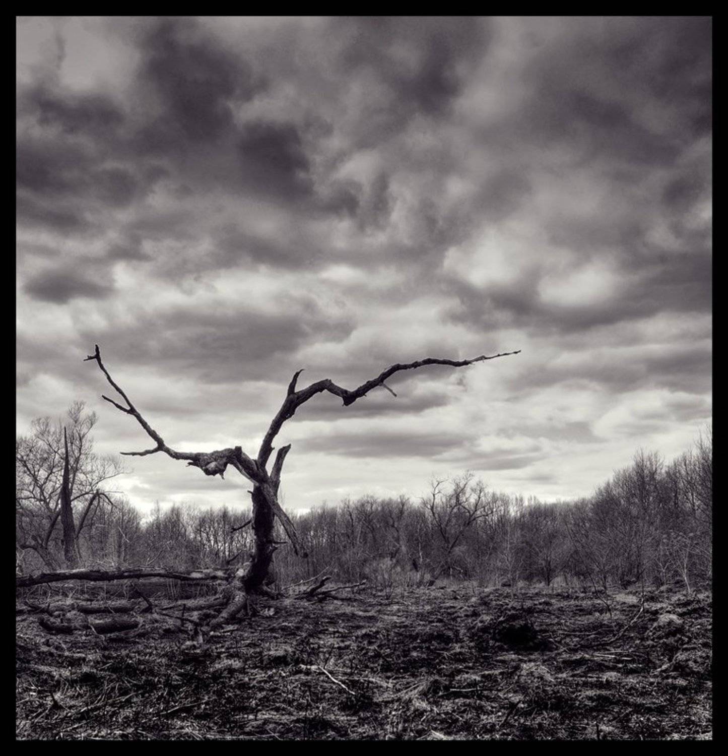 дерево,природа, Svetlana Bekhtina