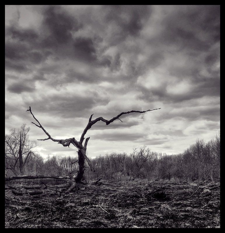 дерево,природа Серая весна фото превью