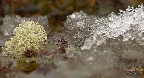 Макро-мир весенней тундры