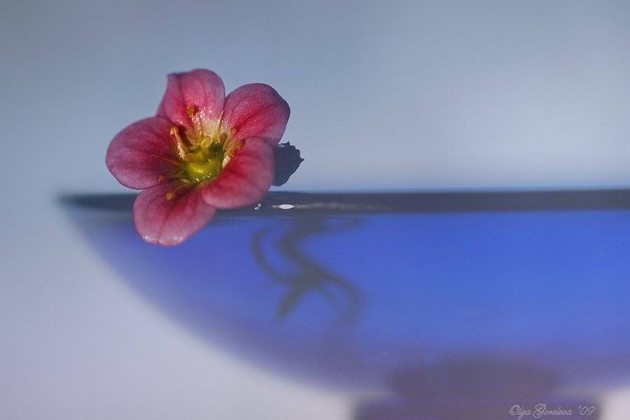 камнеломка, фото, стекло, цветок, Ольга Горелова