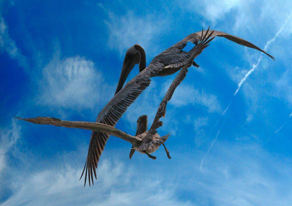 , Николай Шелепов