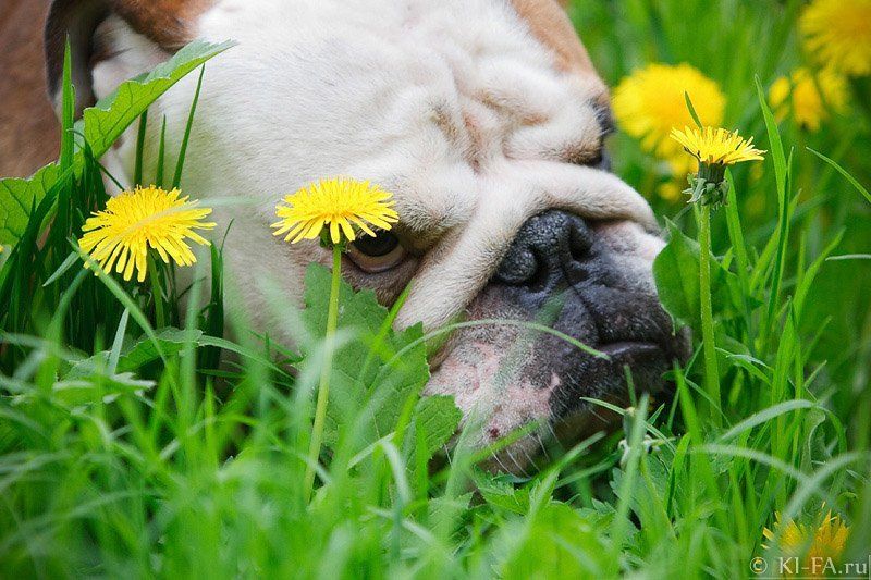 Грозный взгляд фото превью