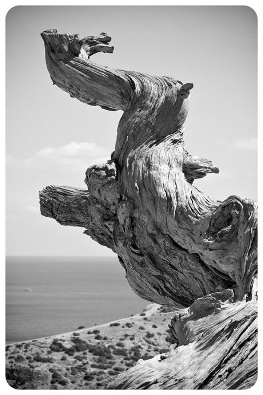 Dragon фото превью