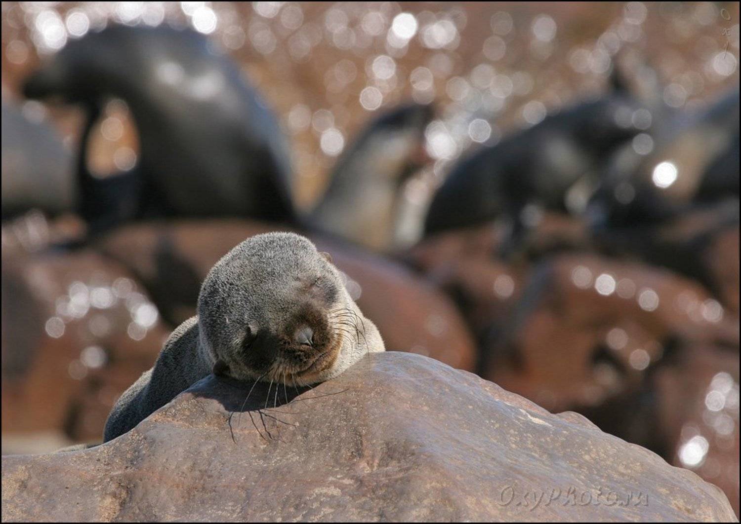 africa, arktocephalus pusillus, namibia, travel, африка, животные, котик морской южный, котик, Оксана Борц