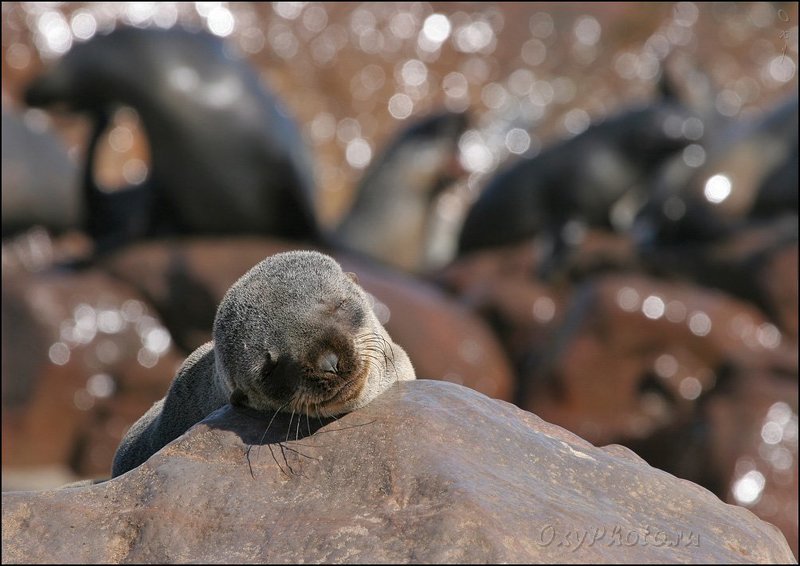 africa, arktocephalus pusillus, namibia, travel, африка, животные, котик морской южный, котик Детские сны... фото превью