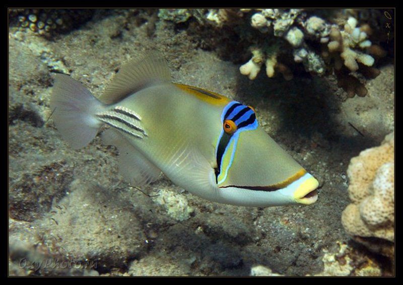 ринекант пикассо, rhinecanthus assasi, дахаб, dahab, красное море, red sea, залив акаба, gulf akaba, подводная съемка В шапочке и очках для плавания... фото превью