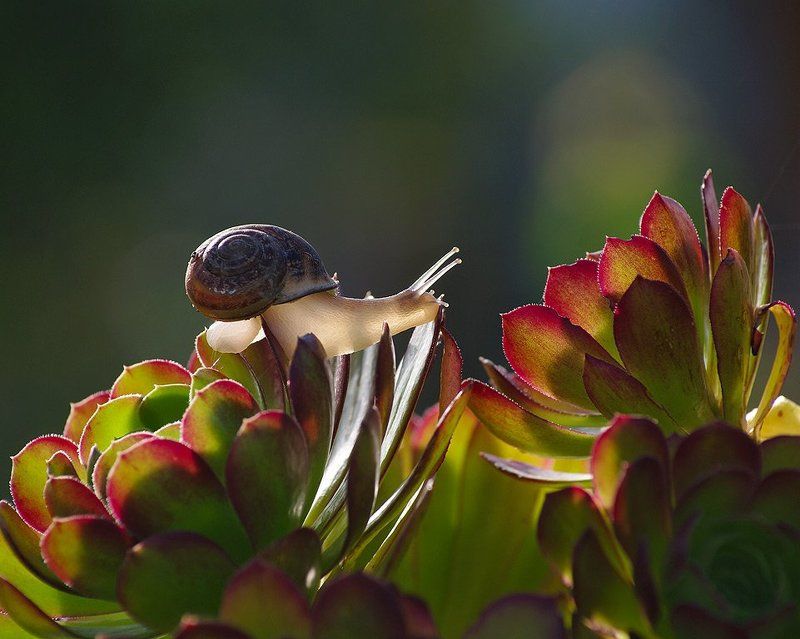 Улитка и Артишок фото превью