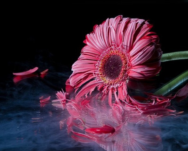 гербера,  азот,  цветок, студия, разбился Разбился фото превью