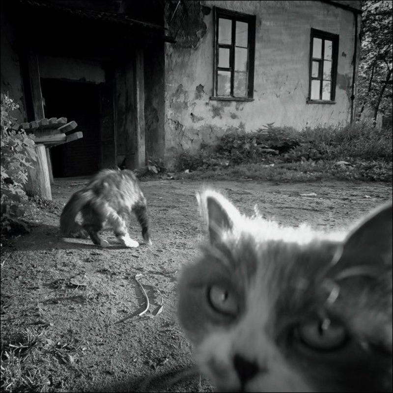 квадратная чб картинка с кошачьей мордой на ПП во дворе в Озерках фото превью