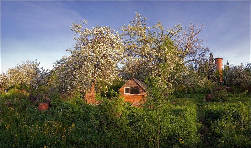Цветная вечерняя панорамка с цветущими деревьями на огороде в Середниково фото превью