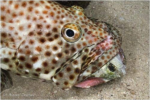 Хвостом вперед глотать не просто...