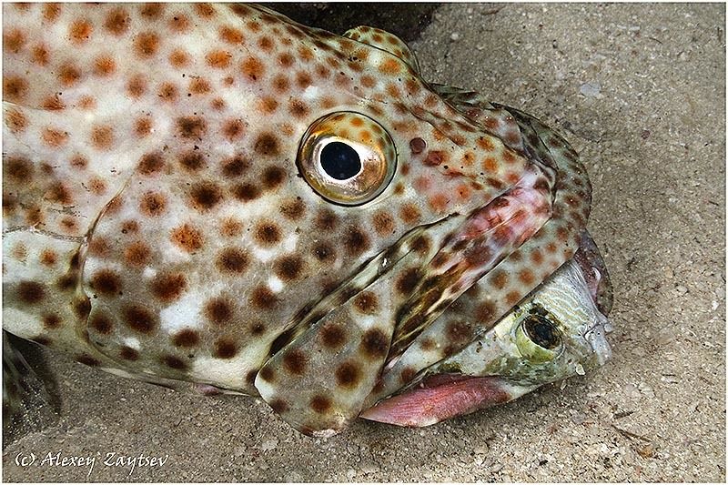 обучение, подводной, фотографии, групер, охота, фото, алексея, зайцева Хвостом вперед глотать не просто... фото превью