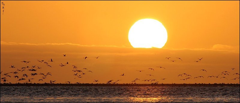 вэлвис бэй, намибия, африка, walvis bay, namibia, africa, фламинго розовый, phoenicopterus roseus Знаки внимания уходящему солнцу... фото превью