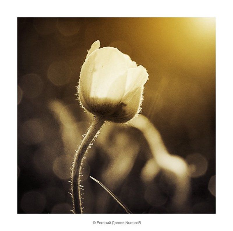 цветы, лютик, лето, вечер, закат, трава лютик фото превью