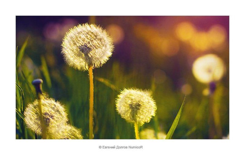 одуванчики, лето, закат, вечер, красноярск  фото превью