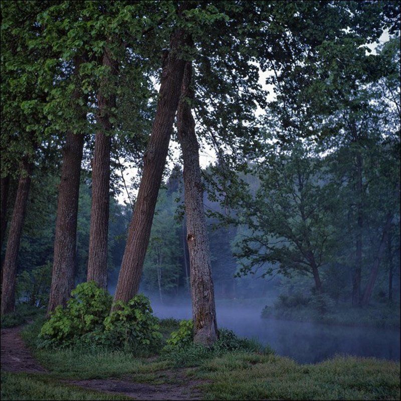 Утренняя слайдовая картинка с видом на липы в восточной части середниковского пруда фото превью