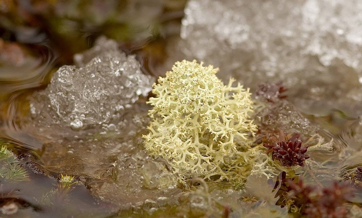 макро, природа, весна, север, ягель, снег, Danil Husainov