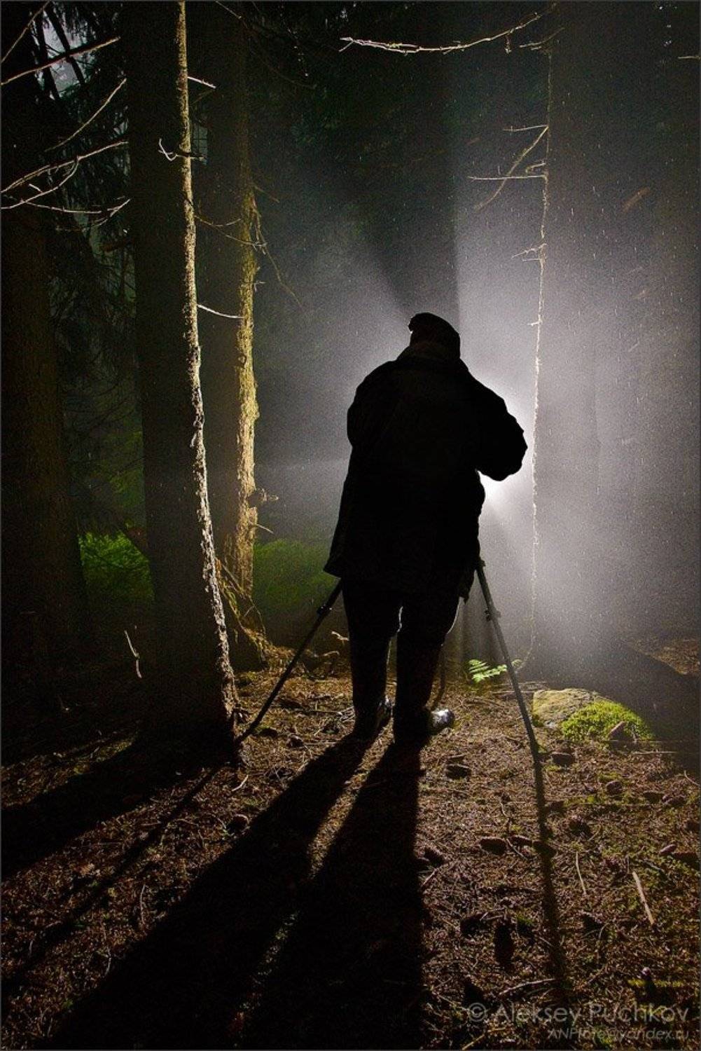 лес, дождь, фотограф, туман, вспышка, Алексей Пучков
