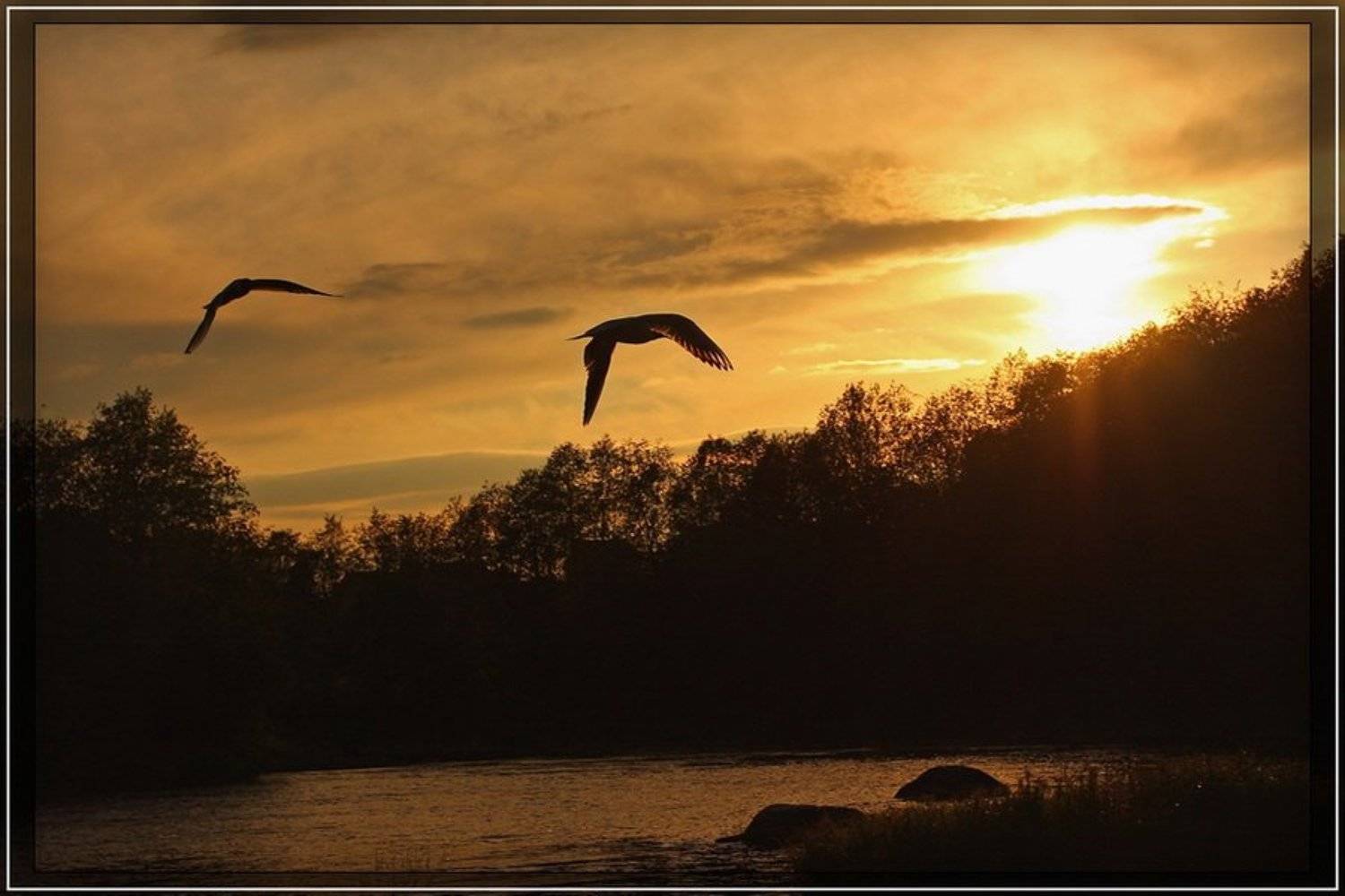 закат, солнце, птицы, силуэт, Владимир