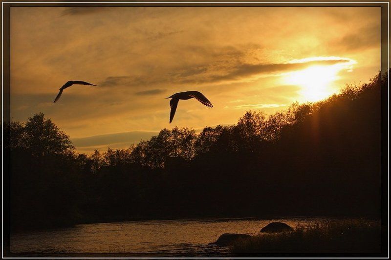 закат, солнце, птицы, силуэт Вслед за солнцем фото превью