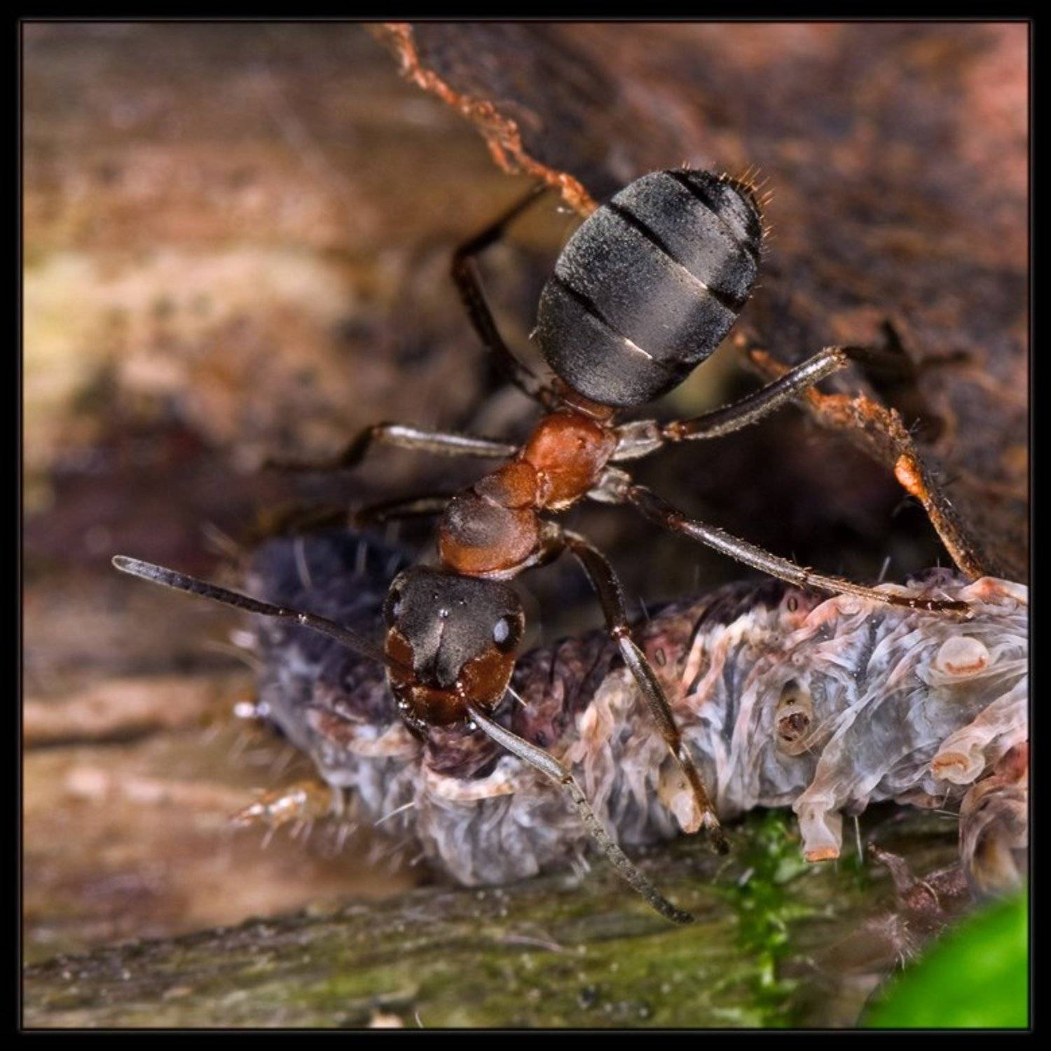 муравей,  гусеница, Евгений Гаганов