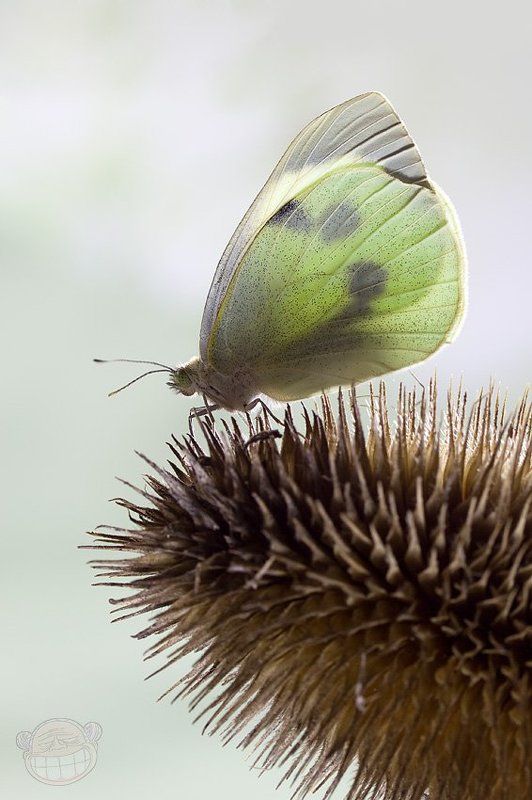 бабочка, макро, белянка, колючка Красавица на чудовище фото превью