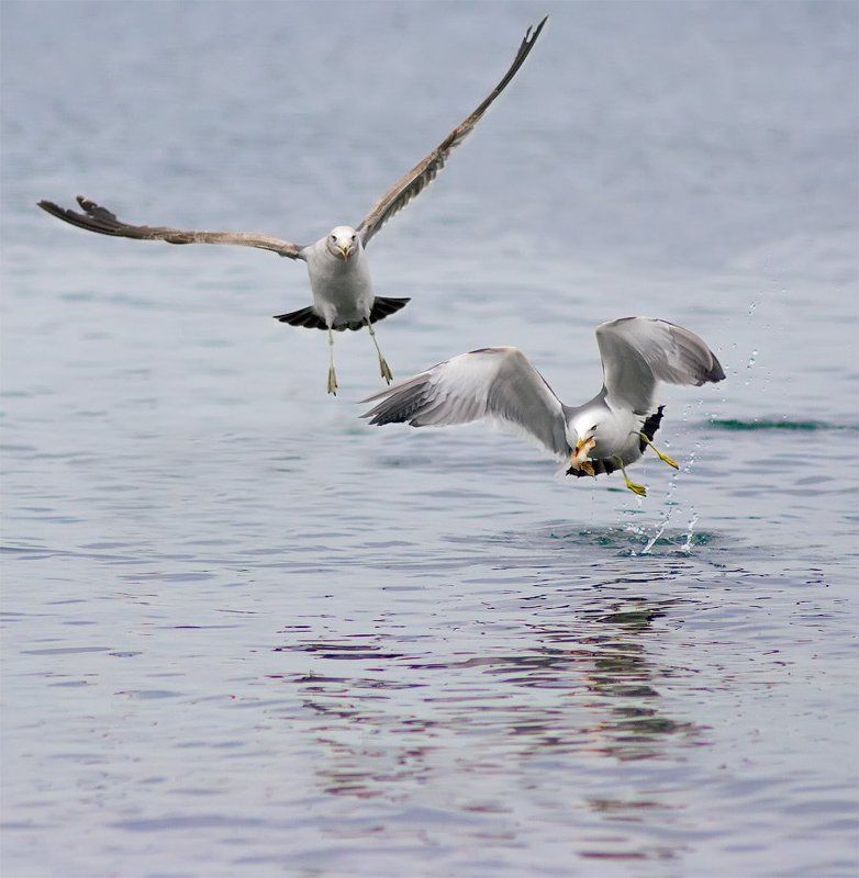 ЭТО МОЯ БУЛОЧКА! фото превью