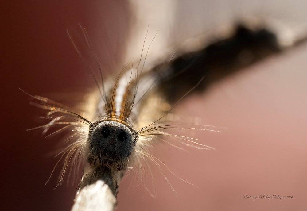 , Николай Шелепов