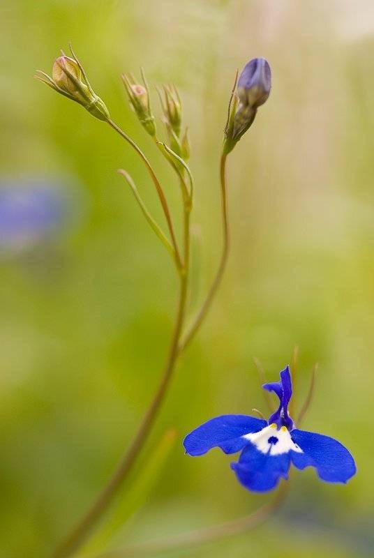 макро, цветок, синий, Юлия