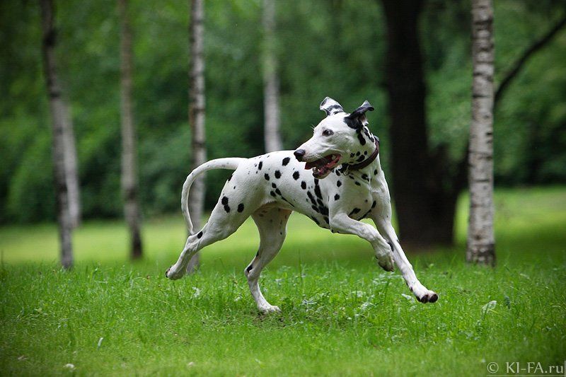 Берёзки фото превью