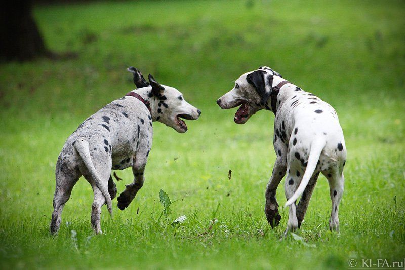 Беседа в пути фото превью