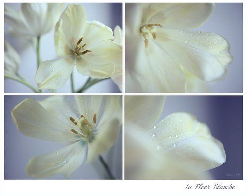 La Fleur Blanche