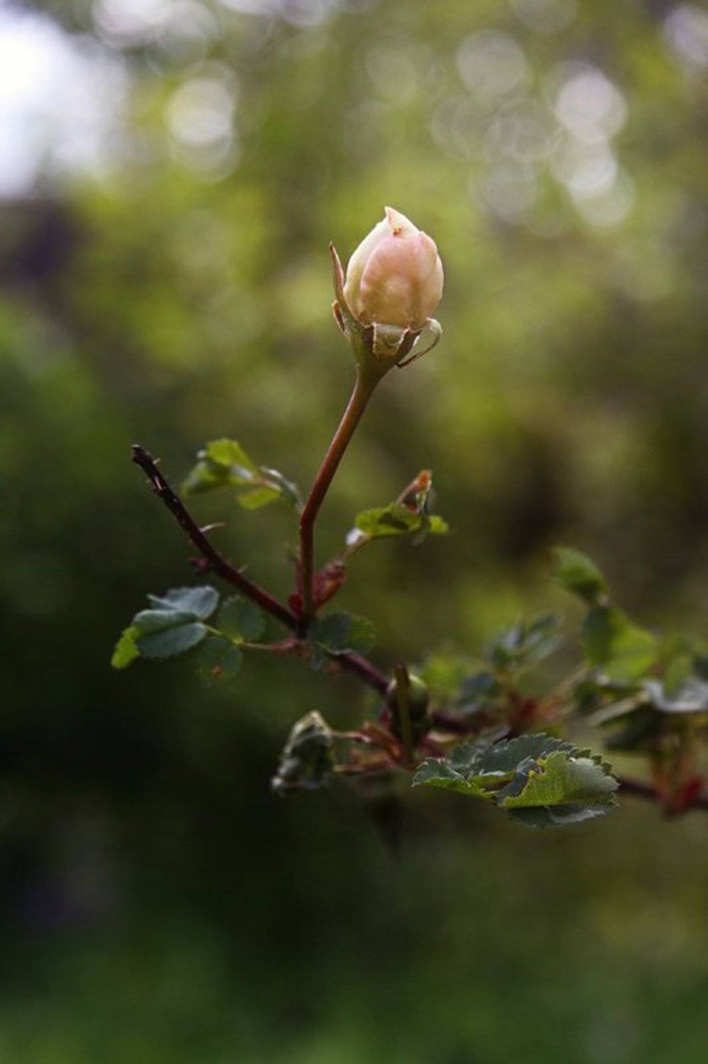 , Лямеборшай Валерия