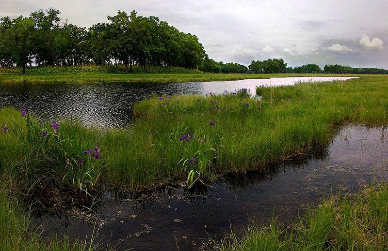 Ирисы фото превью