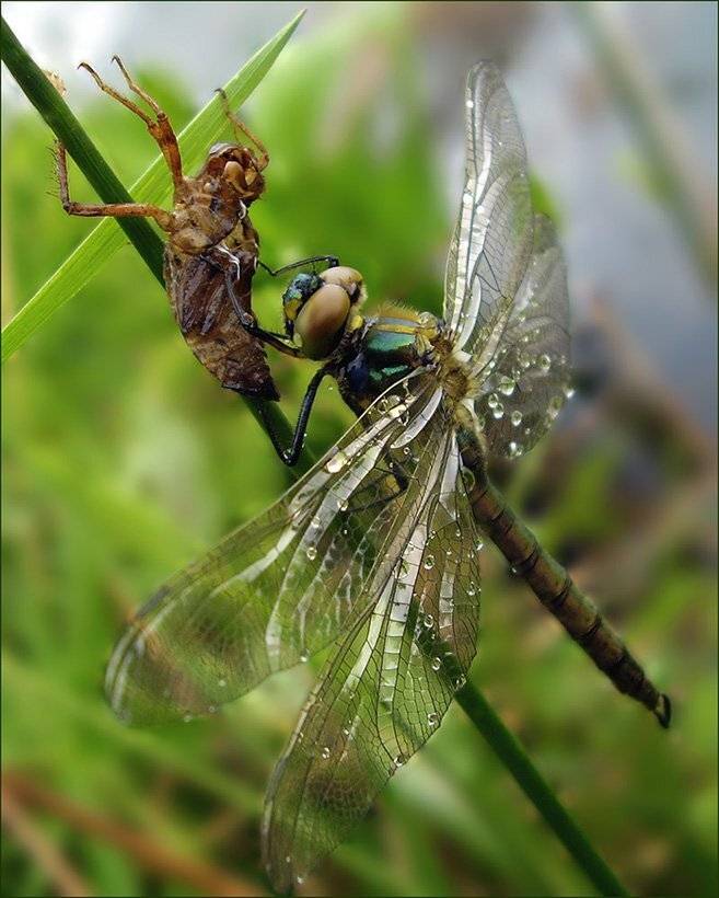 , Ольга Хлуднева