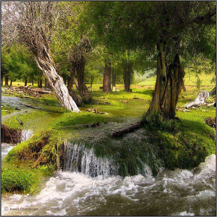 алтай, горы, горный алтай, курайка, разлив, ива, аня графова, Аня Графова