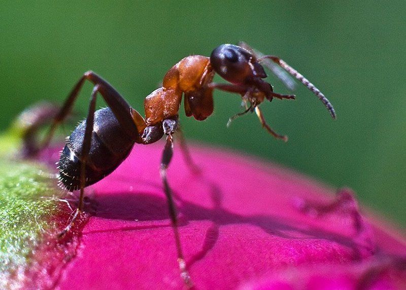 Монстр фото превью