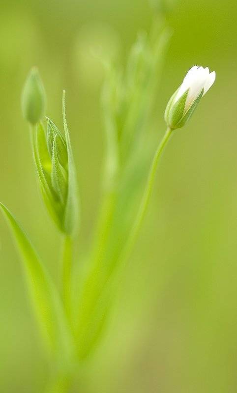 макро, цветок, Юлия