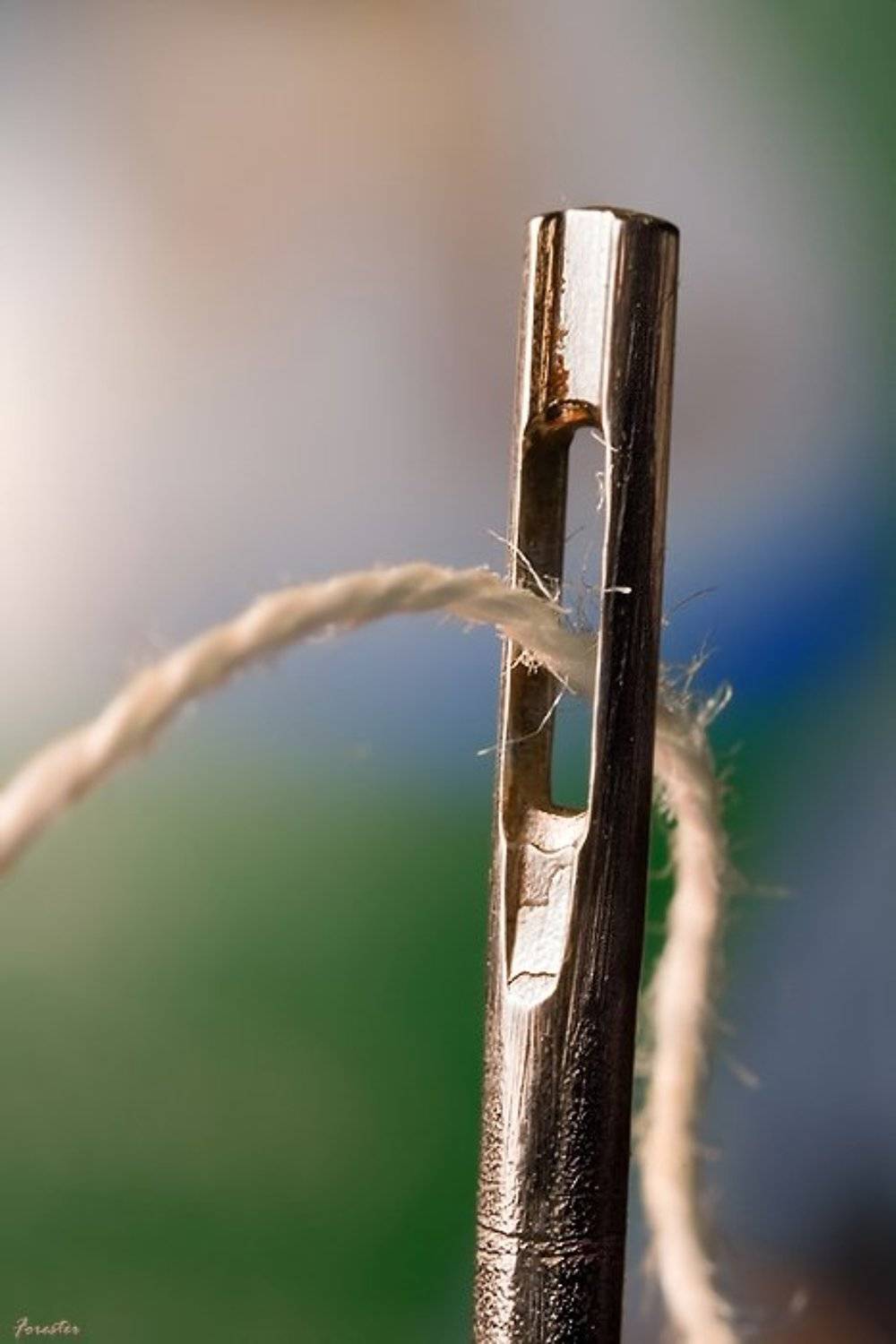 игла, макро, Алексей Баяндин