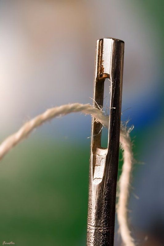 игла, макро Игла фото превью