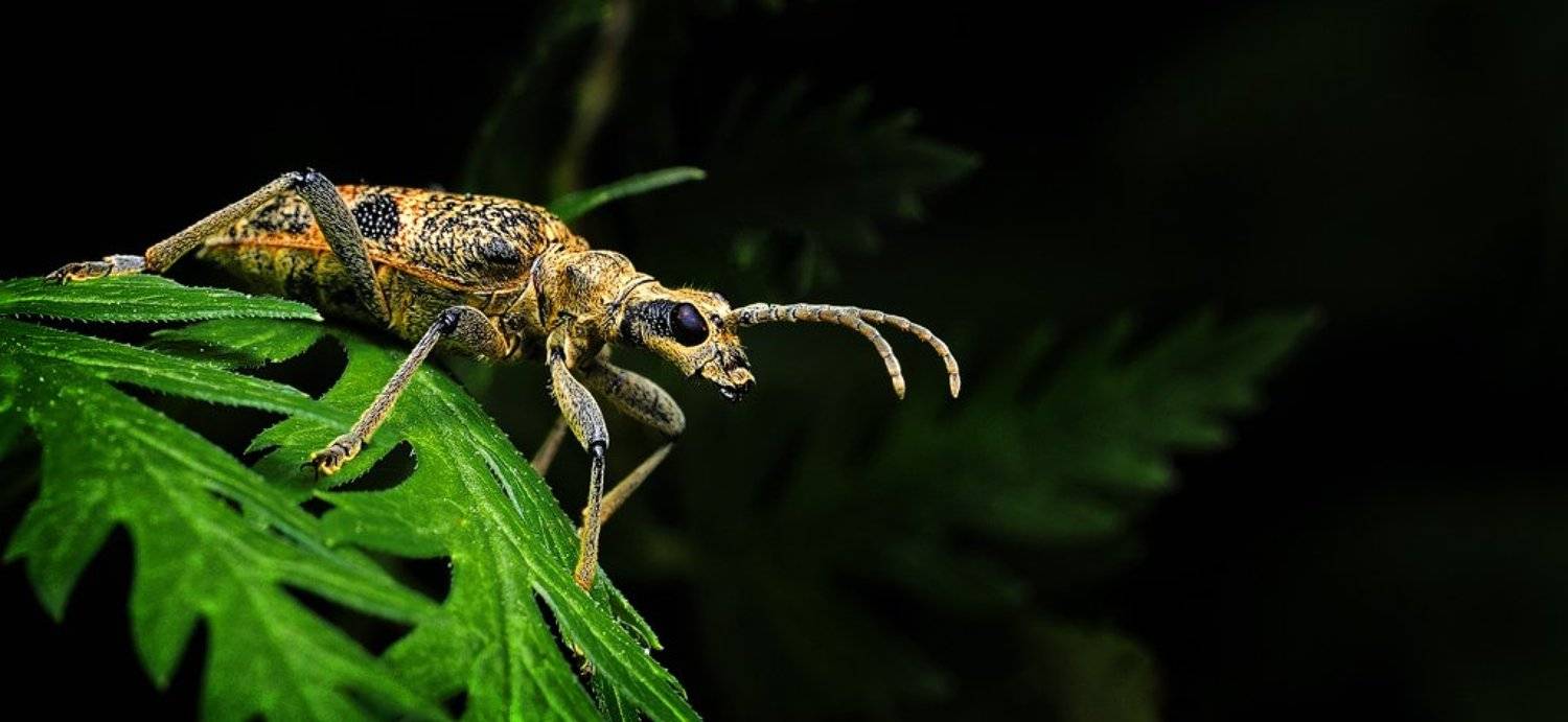 , Курочкин Валерий