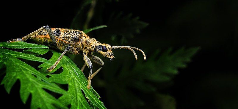 Усач сторожевой фото превью